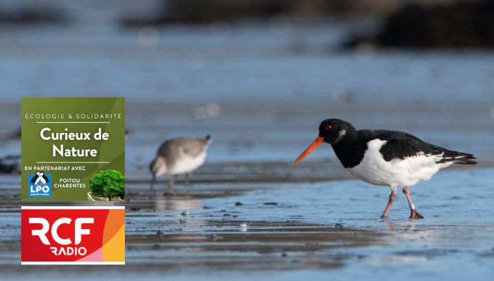 En novembre sur RCF : où observer les oiseaux sur le littoral picto-charentais ?